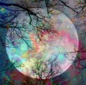 Meet your Posher, Bonnie